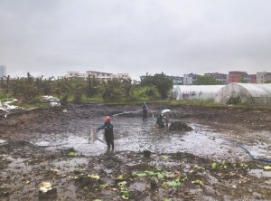 鲤城河道鱼塘清淤